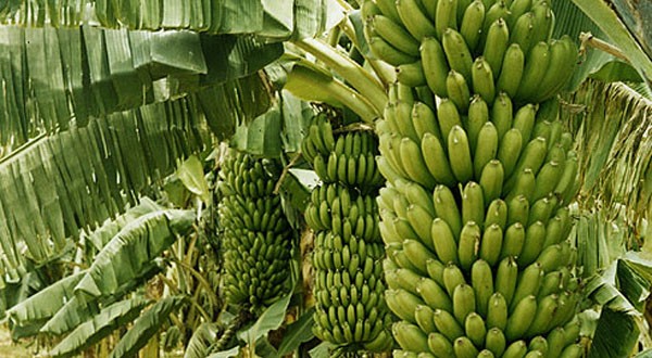 banana-farming-600x330