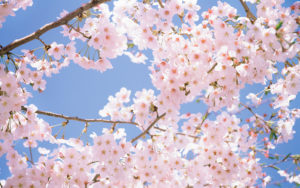 4508271-blossom-wallpapers